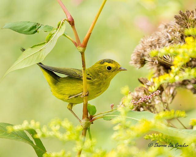 SharronCrocker's tweet photo. It's been slim pickins' this fall - lucked into this Wilson's Warbler today and it finally posed for a second! #untamednewyork #bhportdev @bheventspace #wilsonswarbler #birdtag #allmightybirds #bb_of_ig #birdfreaks #bestbirdshots #nuts_about_birds #your_… https://t.co/BOlWl0ohIo https://t.co/bs2LPqskp1