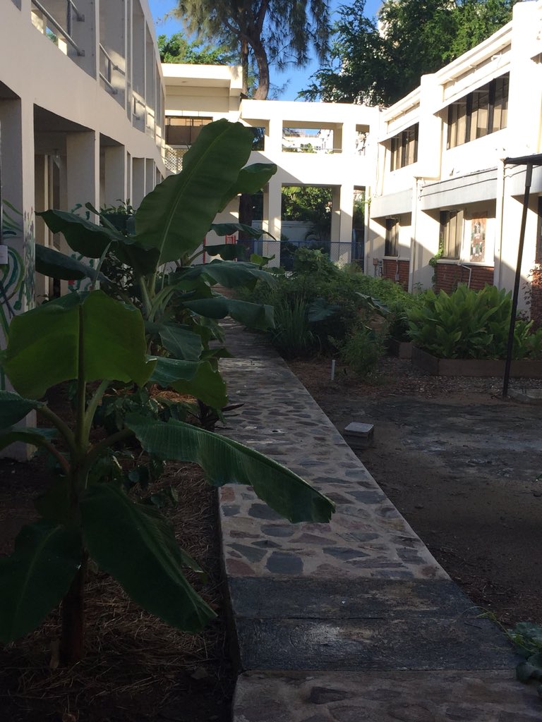 shegrows2's tweet image. Tri conference is happening! Check out the garden today. Walk between the ES and MS to find a little slice of DR paradise! #Triconf18