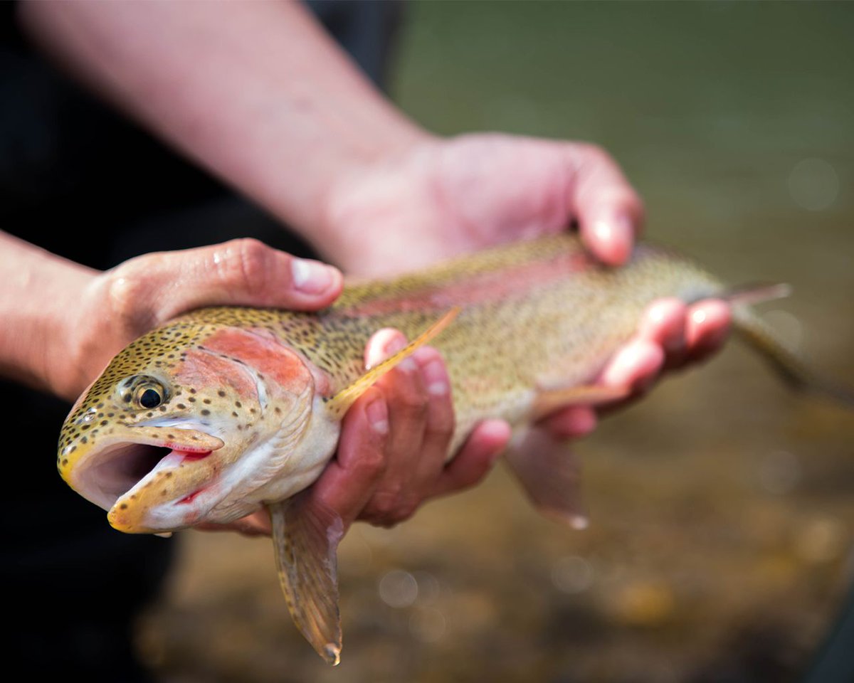 SVALodge's tweet photo. Another big #FishFriday !
#springvalleyrodandgun #nwafishingclub #nwahuntingclub #nwafishing #nwahunting #flyfishing #flyfishinglife #fishingclub #fishinglures #arkansasoutdoors #anglers #catchandrelease #privatewaters #rainbowtrout #oklahomahunting #huntoklahoma #huntingseason https://t.co/Iu3pFGIAGl