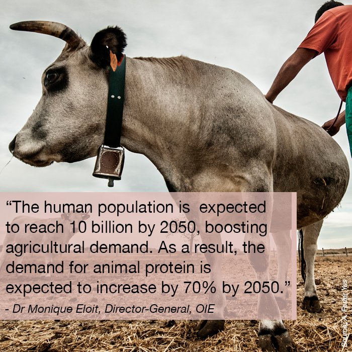 MediaplanetUK's tweet image. For #WorldFoodDay (@FAOWFD) we spoke to Dr Monique Eloit from @OIEAnimalHealth  - available to read online at globalcause.co.uk #WFD