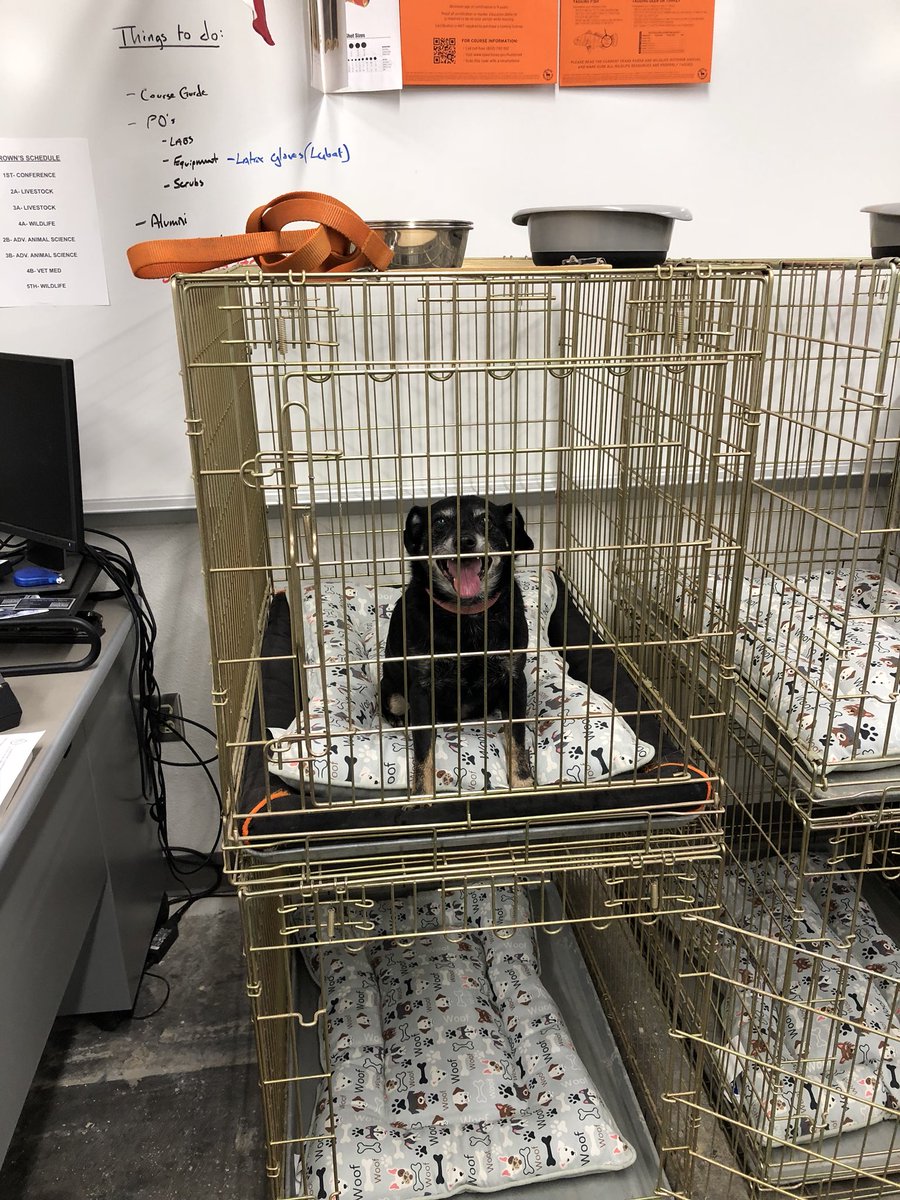 CoachBrown1114's tweet photo. Hurley was so excited for his spa day with the @GeorgetownHS veterinary assistant classes today! #spaday #allsmiles #neededabath https://t.co/SQUcpD1ZUO