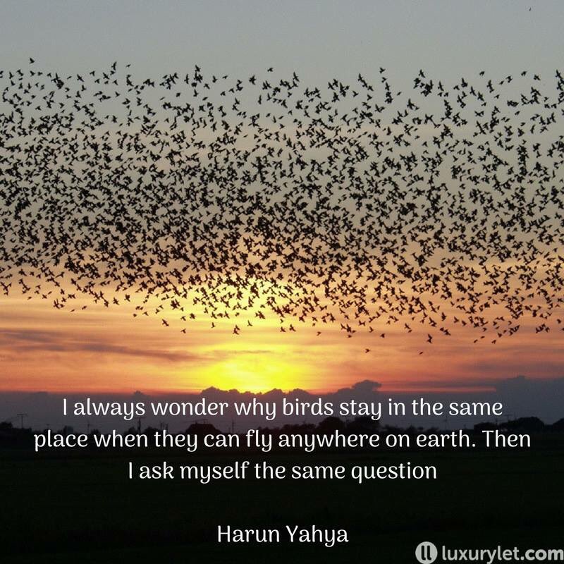 I always wonder why birds stay in the same place when they can fly anywhere on earth. Then I ask myself the same question - Harun Yahya #TravelQuote #QuoteOfTheDay #Wanderlust #TTOT