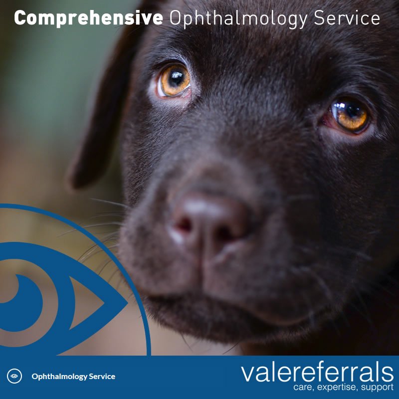 ValeReferrals's tweet image. For a comprehensive ophthalmology service ranging from assessment of non-healing ulcers to the complex intraocular management of cataracts... contact referrals@valevets.co.uk t: 01453 547934 
valereferrals.co.uk 
#Ophthalmology #pethealth