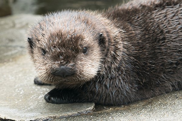 TheDailyOtter's tweet photo. Look into otter pup's eyes... you are feeling very sleepy... and generous with your shrimp https://t.co/xE6rI0m6Xq @vanaqua @OceanWise #SeaOtterAwarenessWeek https://t.co/NRQdiMZ9OA