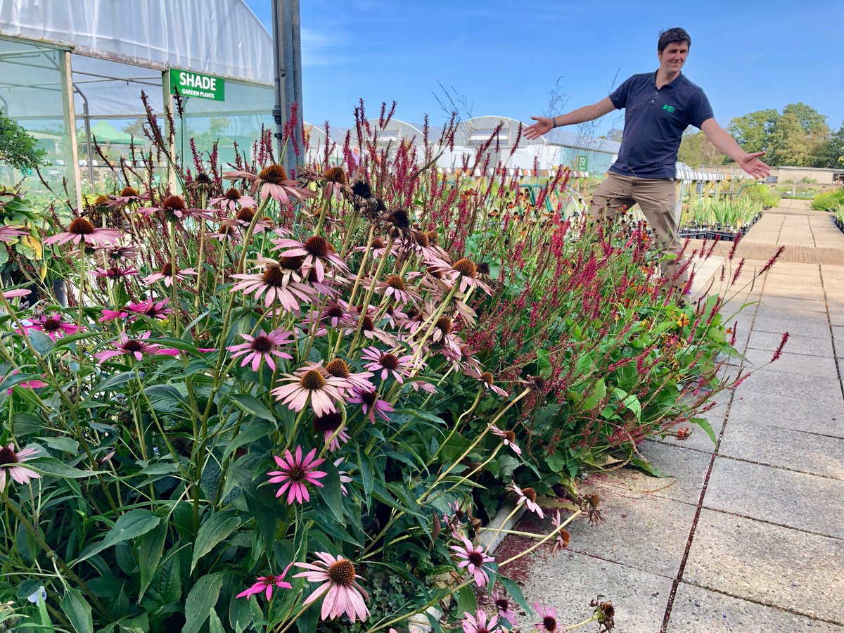 BethChattoGdns's tweet photo. Jake and Ben would like everyone to know that some of the plants we send out via mail-order will be in recycled pots: we clean them thoroughly before reusing.
https://t.co/axeHuGQ674
Working against #plasticpollution.
#gardenersworld
#plasticpots https://t.co/N2sdc5No6X