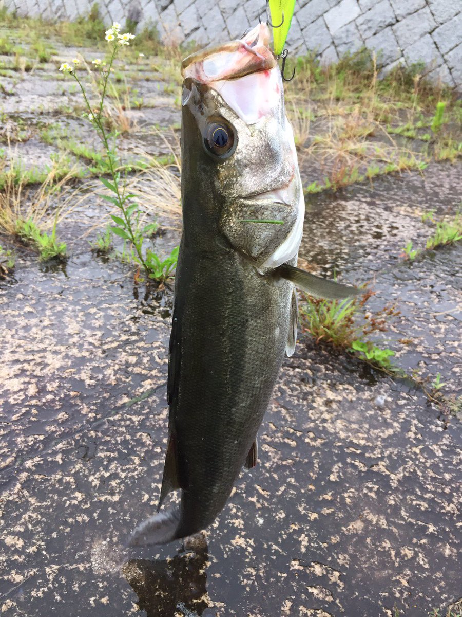 6IM10m6EXtGedNE's tweet photo. 倉敷川上流でシーバス釣れた❗️
倉敷で釣り一緒にやろーぜ！！！！ https://t.co/2wyOZs0T4k
