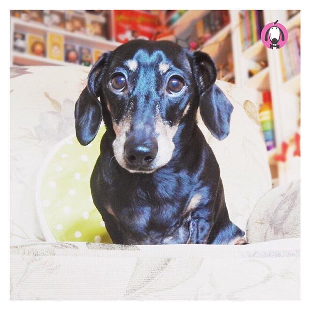 olliespetstore's tweet photo. Woofs from Ollie! 🐶🐾💙 The weekend is just around the corner! 👍🏻🤗
.
#friyay #icansmelltheweekend #cuteface #irishboutique #minidachshund #daxie #dogsofdublin #irishdogsofinstagram #dogs #olliespetboutique https://t.co/tauDYPOpLD