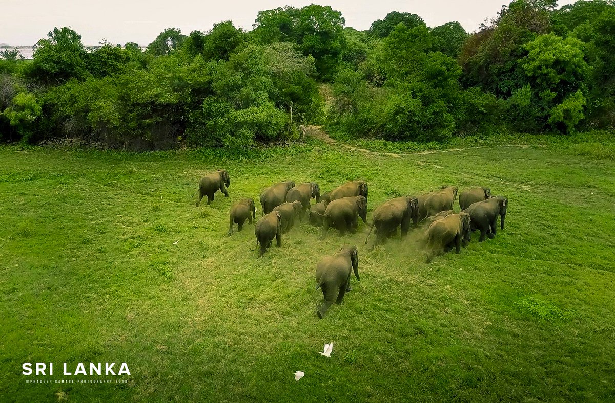 serendibtrails's tweet photo. #elephants #wildlife #srilanka #srilankatravel #pearlofasia # wonderofasia #travel #toursrilanka #serendibtrails #calluson +94 77 353 6464 # photocreditsto #pradeepgamagephotography https://t.co/oXfDZXbjSe