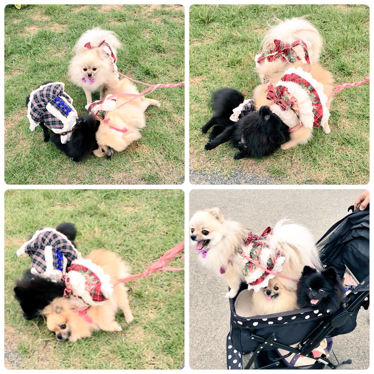 Mama0226Yoko's tweet photo. こんばんは😊
この度@WANKO_SHOP さんからチックレスのモニターのお話しを頂き、今週末から体験しようと思っていましたが台風接近で雨予報💦💦
台風が去ってから使用開始します❣
薬を使わず超音波でノミダニからガードしてくれるそうです😊
https://t.co/qCuJ7bmHBN https://t.co/eFIShcqyos