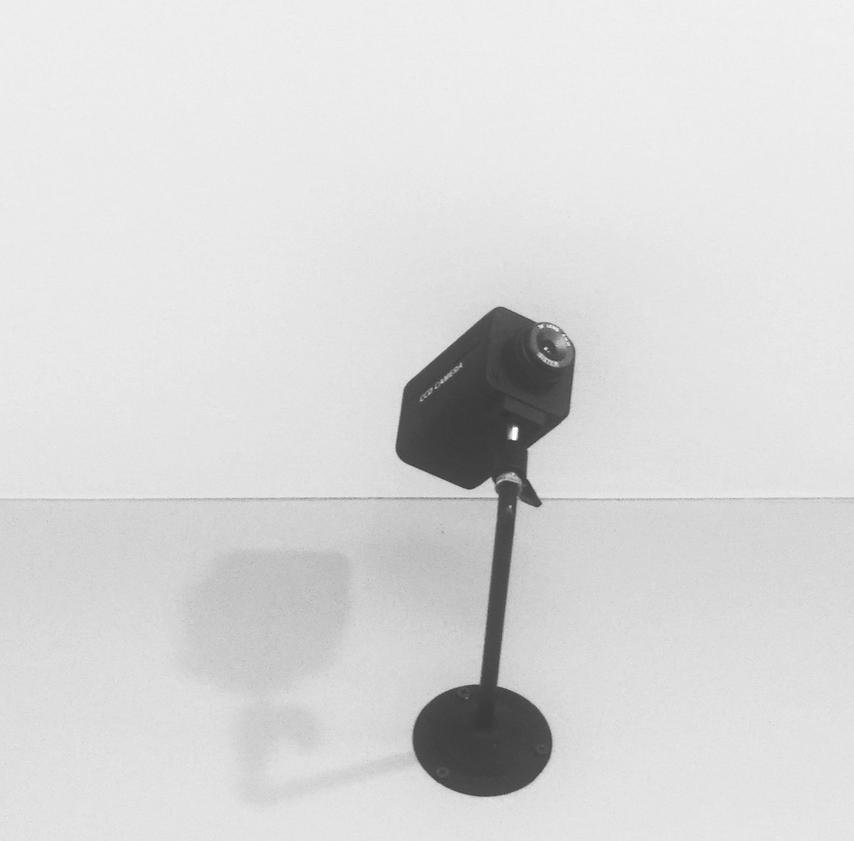 Grizzly Bird tweet media