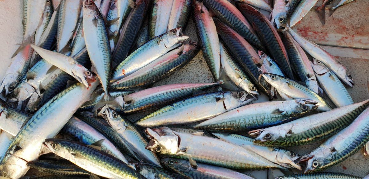 NewlynStevenson's tweet photo. Ryan Ladd our Second Auctioneer hand-lining for Mackerel on his boat The Pendower PZ118. Photo Credit: @LukePaveyUK #fishing #fishermen #cornwall #handlining #mackerel https://t.co/6LYhR3a89L