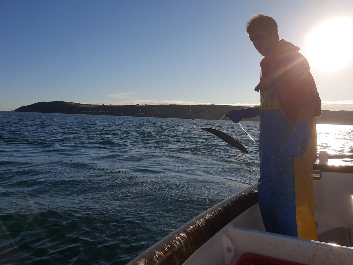 NewlynStevenson's tweet photo. Ryan Ladd our Second Auctioneer hand-lining for Mackerel on his boat The Pendower PZ118. Photo Credit: @LukePaveyUK #fishing #fishermen #cornwall #handlining #mackerel https://t.co/6LYhR3a89L