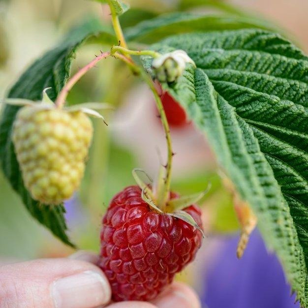 The_RHS's tweet photo. "How was your Raspberry crop? We've had many reports of small fruit and struggling canes. Make sure you cut down the fruited canes of the summer fruiting berries and put a date in the diary for feeding and mulching in March." (Becky RHS Gardening Advisor) https://t.co/JhaUoynT4i https://t.co/BUJXAcOVrc