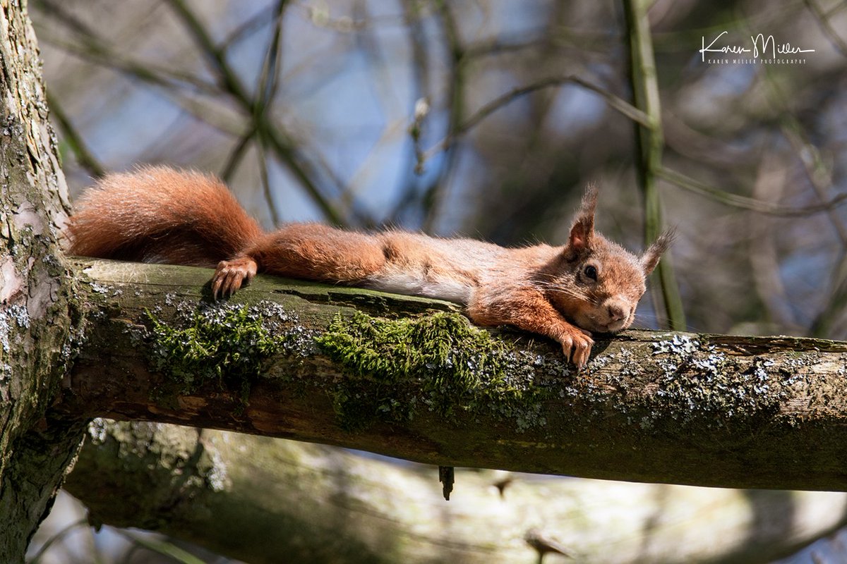 Is it the weekend yet? Sleepy red squirrel at Eskrigg Nature Reserve, Lockerbie.  

#fridayfeeling #RedSquirrelAwarenessWeek #RedSquirrelWeek @brsquirrel @BBCEarth @ScotSquirrels @RedSquirrelsUtd @RSPBScotland #EarthCapture
