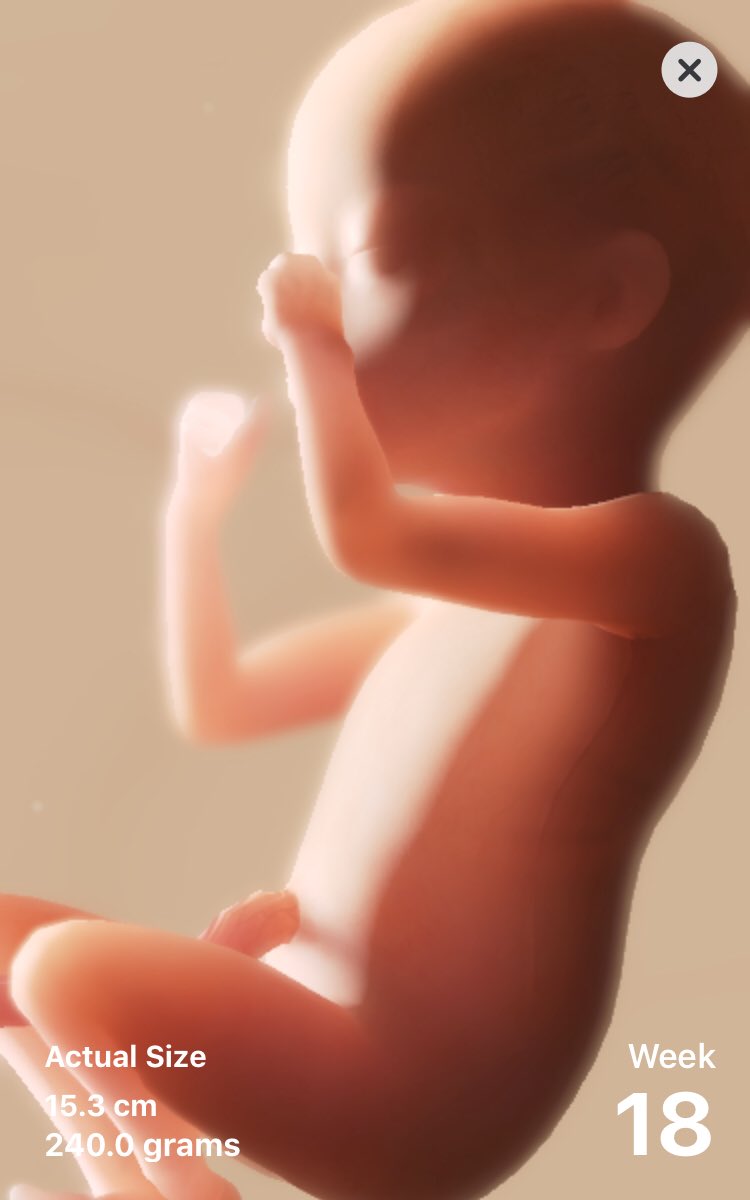 JessaBrooksRP's tweet photo. #18Weeks #BabyIsTheSizeOfAPomegranate #154DaysToGo
#MyLittlePeanut #HisLittleBug
#RavynElla https://t.co/vKdZ6hwsd1