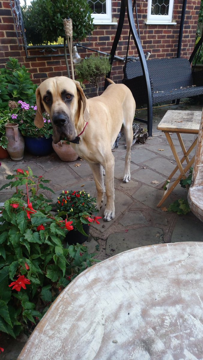 I haven't shrunk. This is just a huge dog! #greatdane