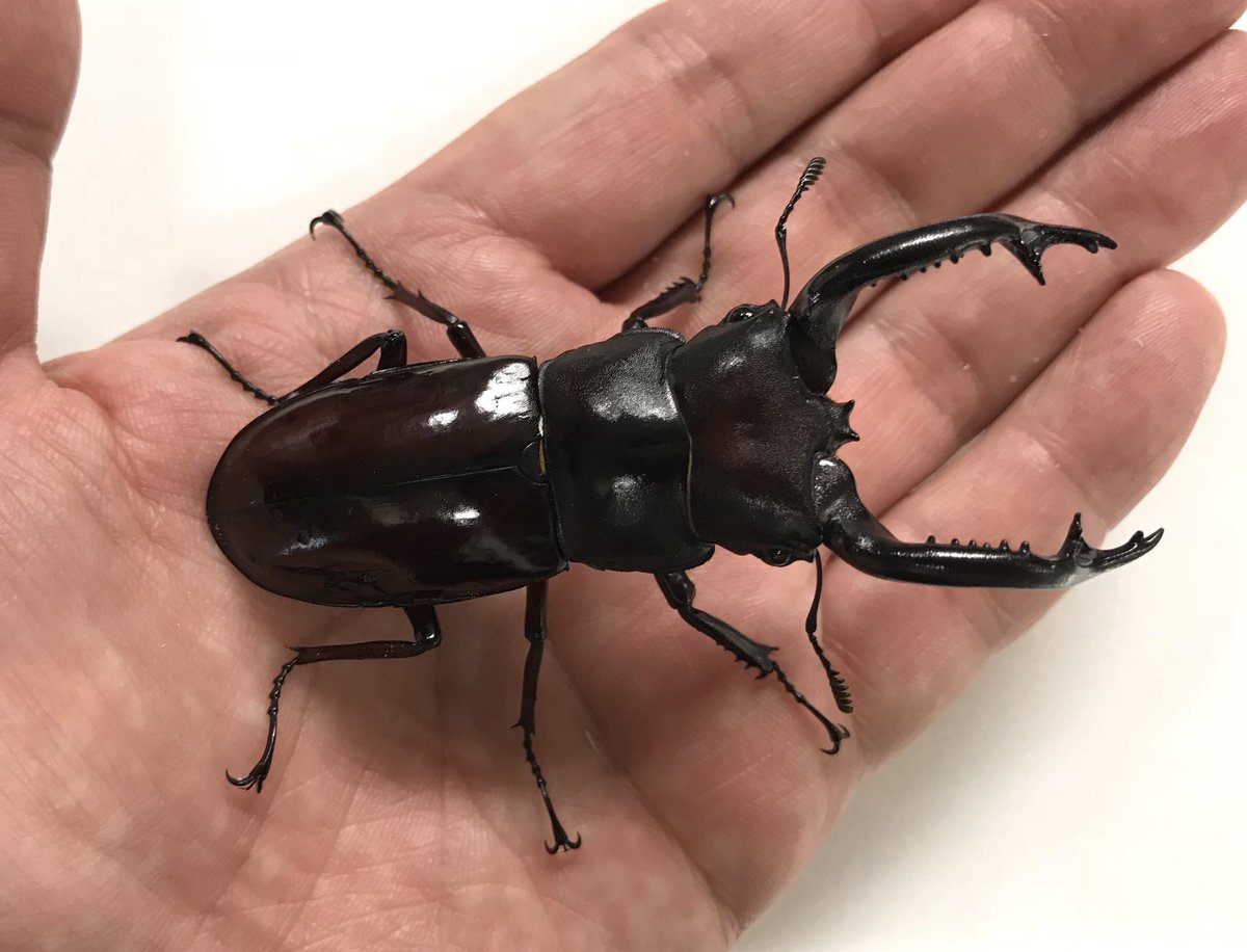 新着生体】 フォルスターフタマタクワガタ（原名亜種：インド