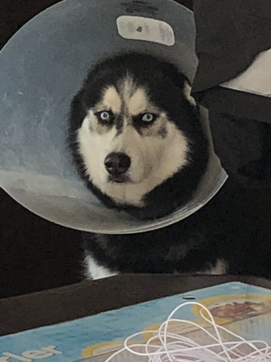 ZaydaHusky's tweet photo. Cones are torture https://t.co/5IgVqNAP9l