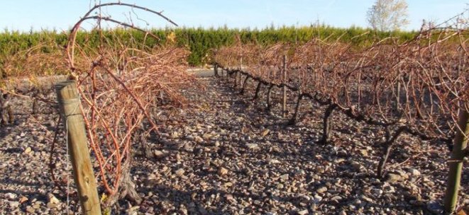 Un proyecto aragonés busca aprovechar la prepoda de la vid como biomasa.

La <a href="/fCIRCE/">CIRCE - Centro Tecnológico</a> coordina un proyecto que pretende aprovechar residuos del sector #vitivinícola para generar #energía, impulsando así la economía circular en #Aragón
 👉 innovagri.es/actualidad/un-…