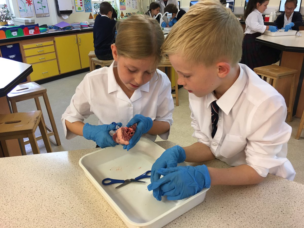 KESBathJunior's tweet photo. What a fantastic hands-on learning experience for Year 5 today, as they explored the structure and role of the heart as part of their science topic on the human circulatory system #KESscience #AdventurousMinds https://t.co/bGXsHIbCc4