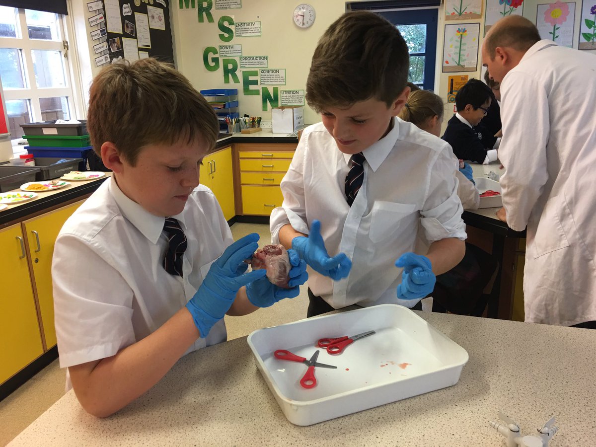 KESBathJunior's tweet photo. What a fantastic hands-on learning experience for Year 5 today, as they explored the structure and role of the heart as part of their science topic on the human circulatory system #KESscience #AdventurousMinds https://t.co/bGXsHIbCc4