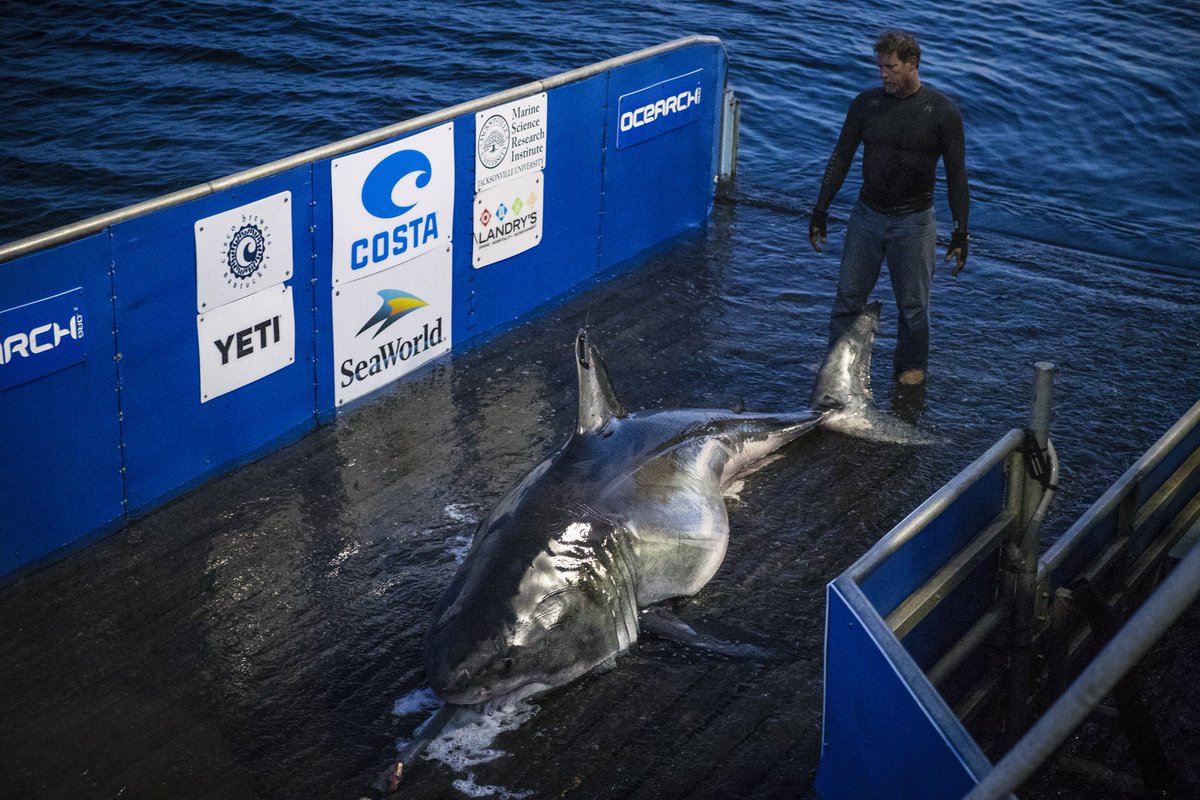 Great White Shark Jefferson tweet media