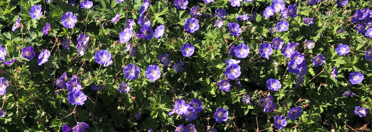 WWFFIIorg's tweet image. … Monday the @AEFUNDorg SUMMIT  for Finance Ministers starts … (1,2,3)4&amp;amp;5 October '18 in AMSTERDAM / The Netherlands … together with representatives of ⅔ of the world population … realising worldwide new ADDITIONAL EDUCATION money …&amp;amp;… money for related GREEN infrastructure