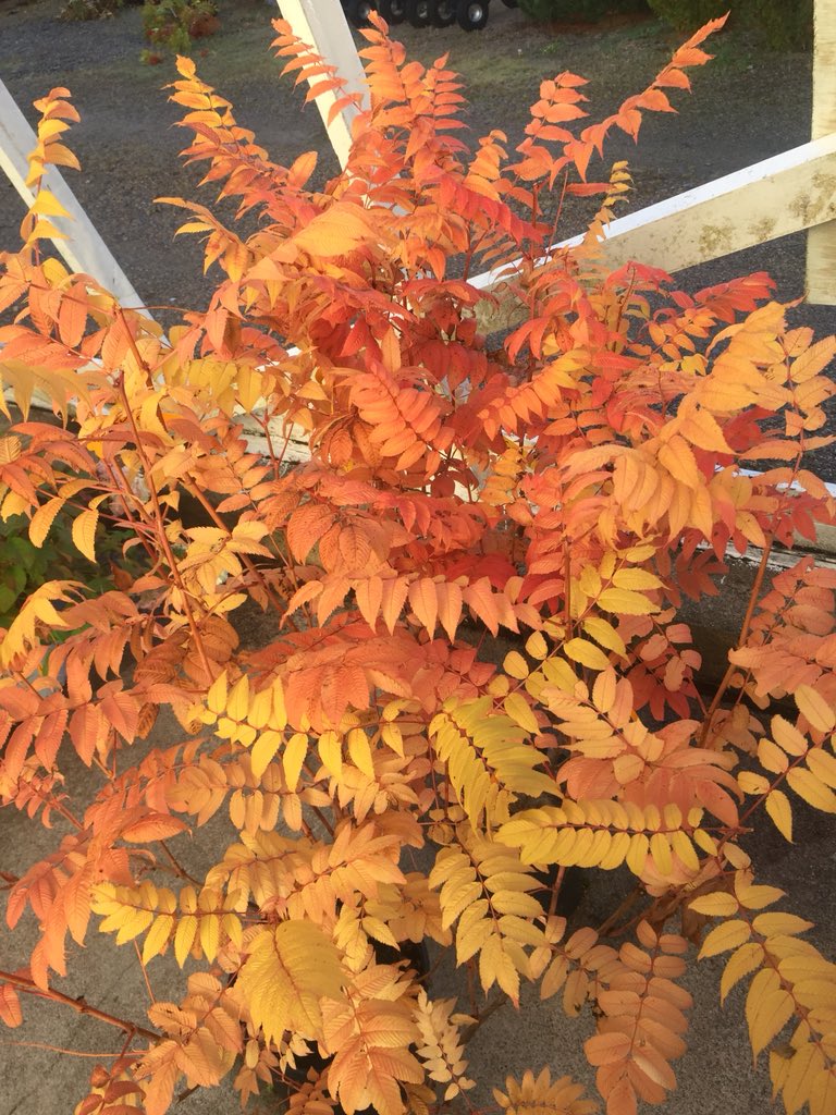 SoniaGlover9's tweet photo. Beautiful autumn blooms and foliage. #BeautyOfFlowersNursery #HareBay #nature #horticulture #Fall #BuyLocal https://t.co/6VLRWs4BJ8