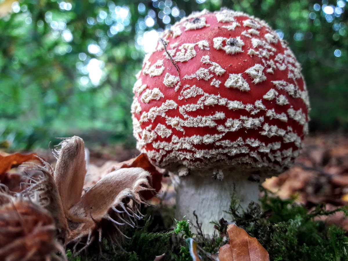 Ontdek het geheim van zwamvlokken, sporen en paddenstoelen, in het blog van boswachter Mirjam. Op #Elswout zijn er zoveel te vinden! #paddenstoelendag tinyurl.com/ycst9x2r