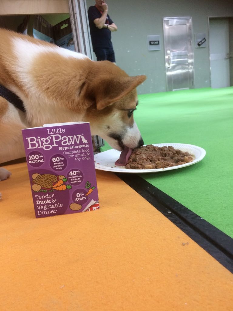 LittleBigPaw's tweet photo. This little cutie didn't take kindly to being interrupted while enjoying his Little BigPaw ! Another great day at the China International Pet Show #hungrydog  #CIPS2018 https://t.co/JE4pNkPoL9