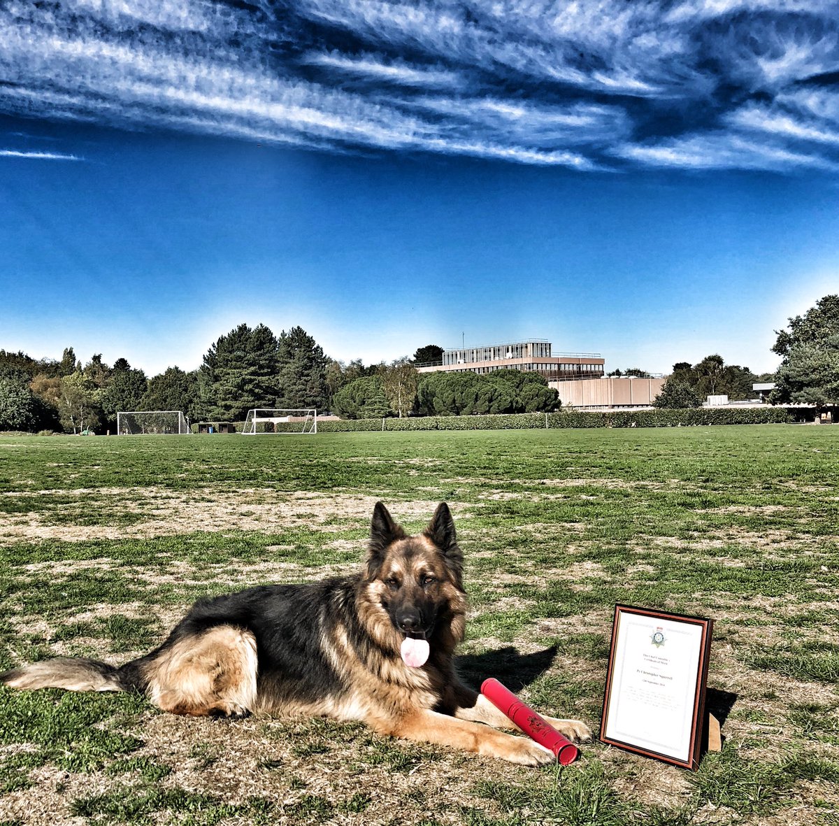 NSPoliceDogs's tweet photo. End of a great month for Daley capped off by being awarded the Chief Constables Commendation for Bravery, for his actions detaining an armed man earlier this year🏆 #happydog #proudhandler #853 https://t.co/DhzqqorEnm