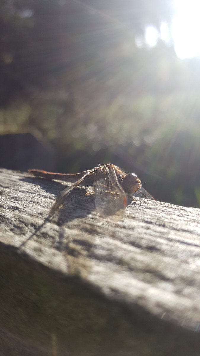 BethNatureWatch's tweet photo. Common darter, happy to be photographed close up by a camera phone in the fading autumn sunshine @YWTPottericCarr #summerisofficiallyoverwhen https://t.co/QX6xgSAUyh
