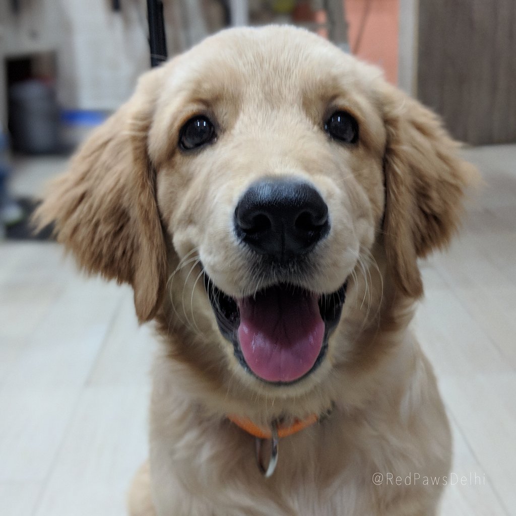 Bacon is happy the weekend is here!
.
#redpawsdelhi