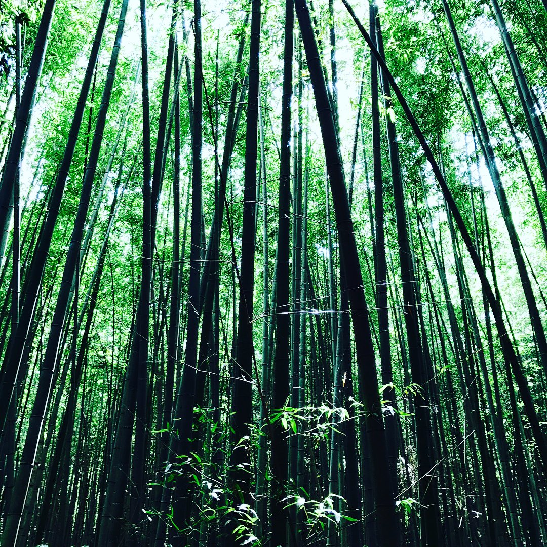 bird_kirei's tweet photo. 風情を感じる『嵐山の竹林』

Place：京都 https://t.co/qcSmEUOsr1