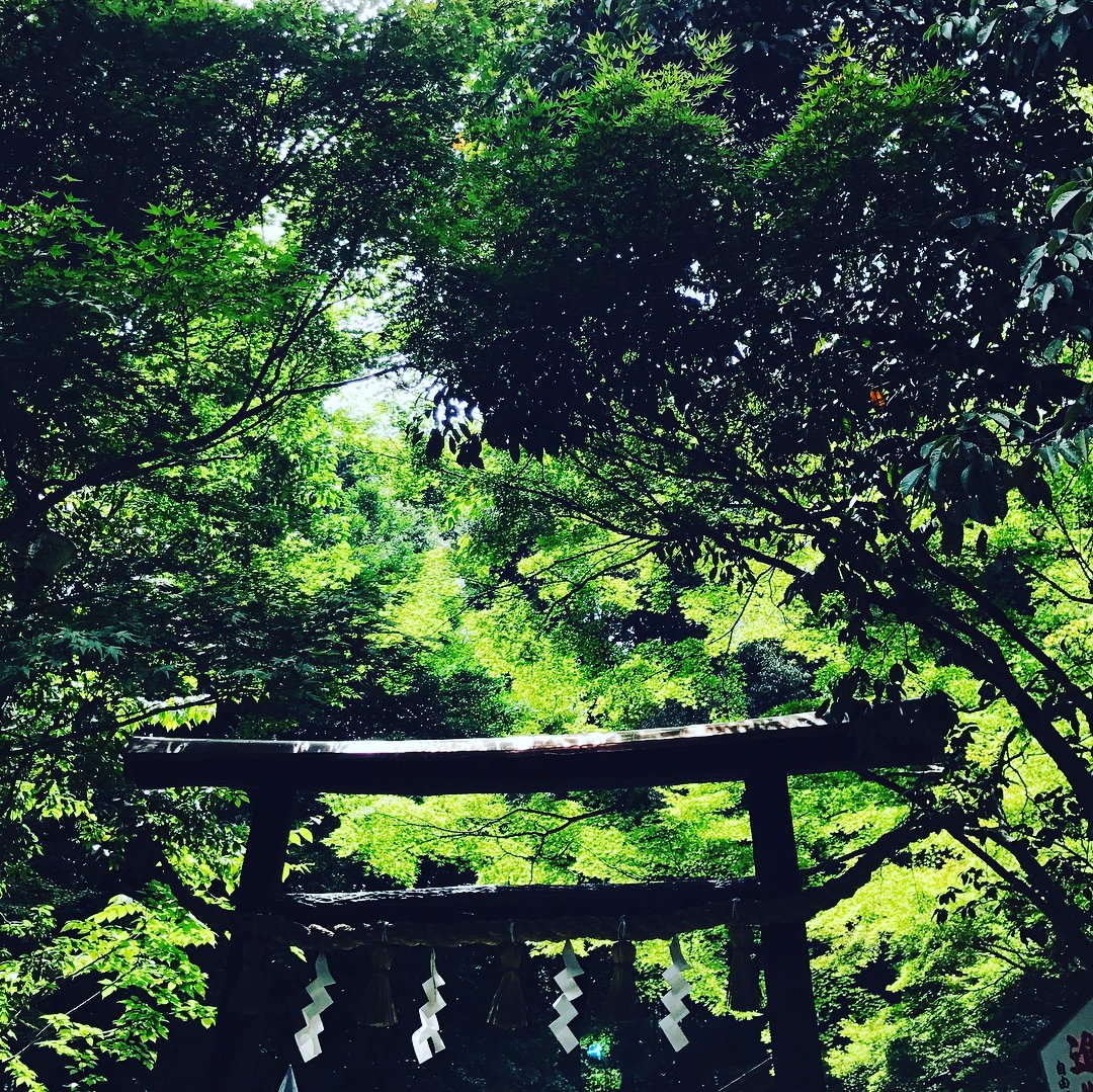 bird_kirei's tweet photo. 風情を感じる『嵐山の竹林』

Place：京都 https://t.co/qcSmEUOsr1