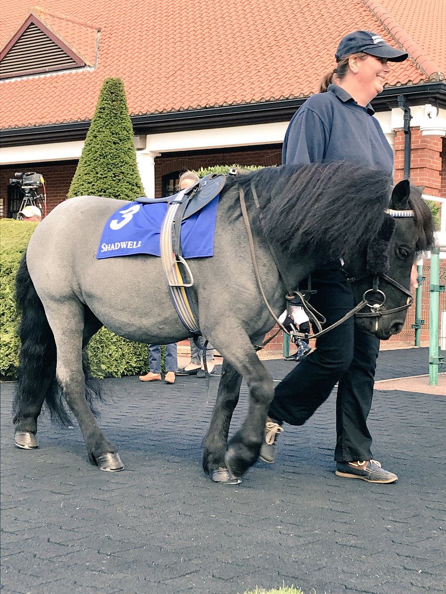 NewmarketRace's tweet photo. BRIAR SMOKEY JOE under Zac Kent wins the Shetland Pony Grand National Flat race for the third year in a row! #raceon https://t.co/nG7qyLcR2C