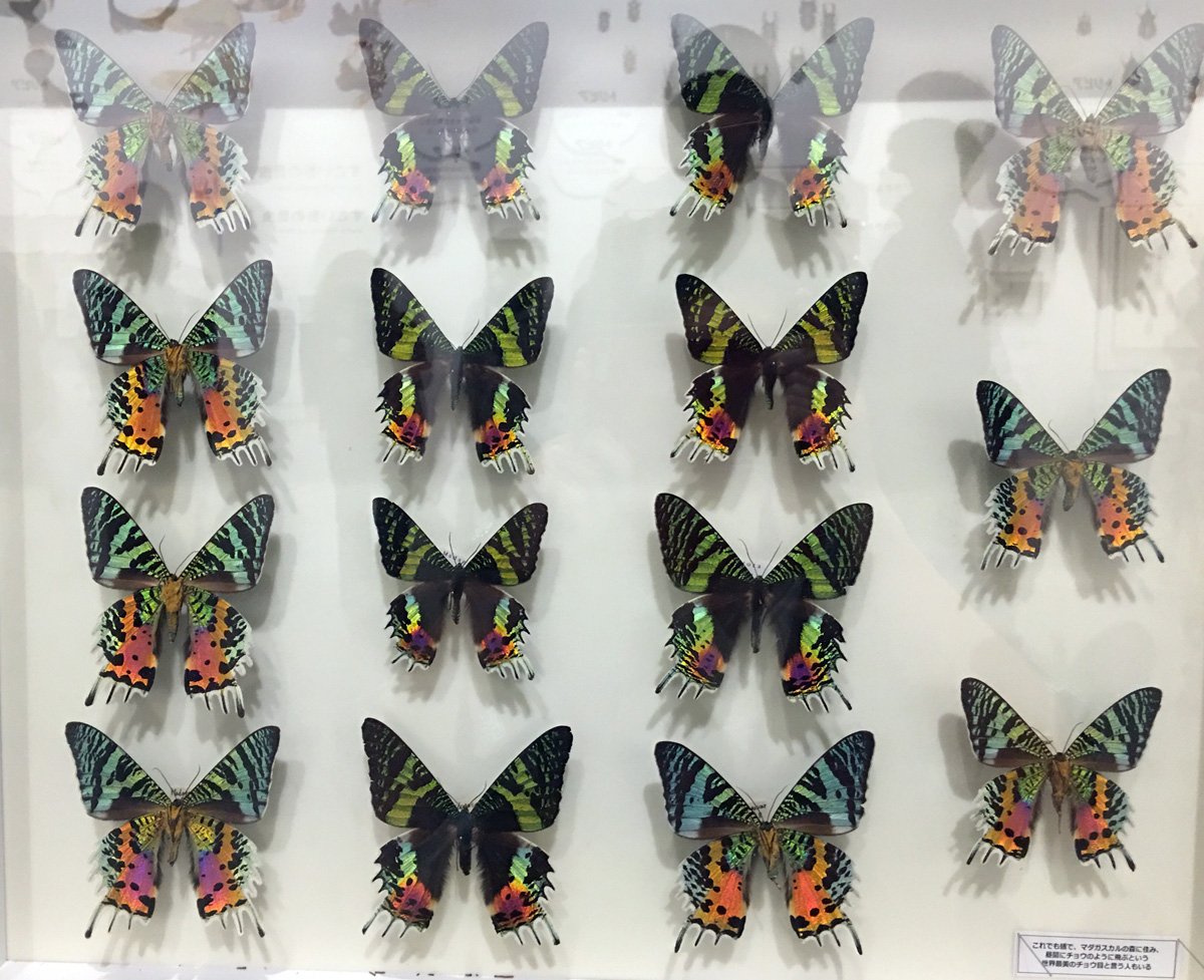 Bolty Twitterissa ４枚目写真は必見のヤンバルテナガコガネのホロタイプ標本 重要 です ゴキブリコーナーもありますw その他 昆虫 の体の仕組み解説 昆虫採集の仕方や 標本の作り方紹介コーナーもあります 著名研究家の昆虫標本を並べたコーナーは圧巻です