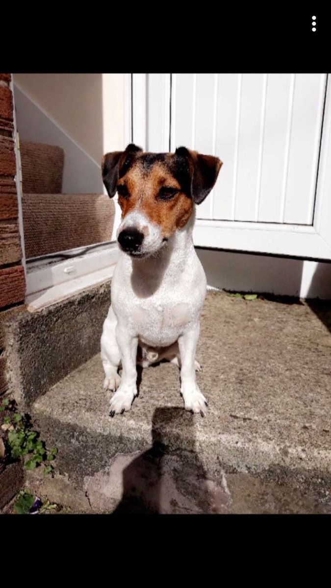 DaveJackRussell's tweet photo. I love keeping my yard safe from intruders 🐶👅 #DogsofTwittter https://t.co/X5Ye80bJmo