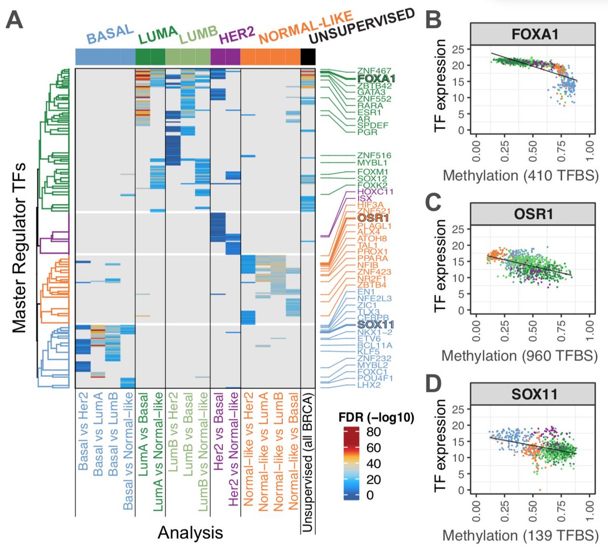 benbfly's tweet photo. If you're at the @CellSymposia TCGA Legacy Conference #CSTCGA , stop by our poster #23 . Our newly redesigned ELMER v. 2 @Bioconductor package can help you identify key master regulator TFs using tumor DNA methylation array data. #NCIITCR https://t.co/yr486zfGhr