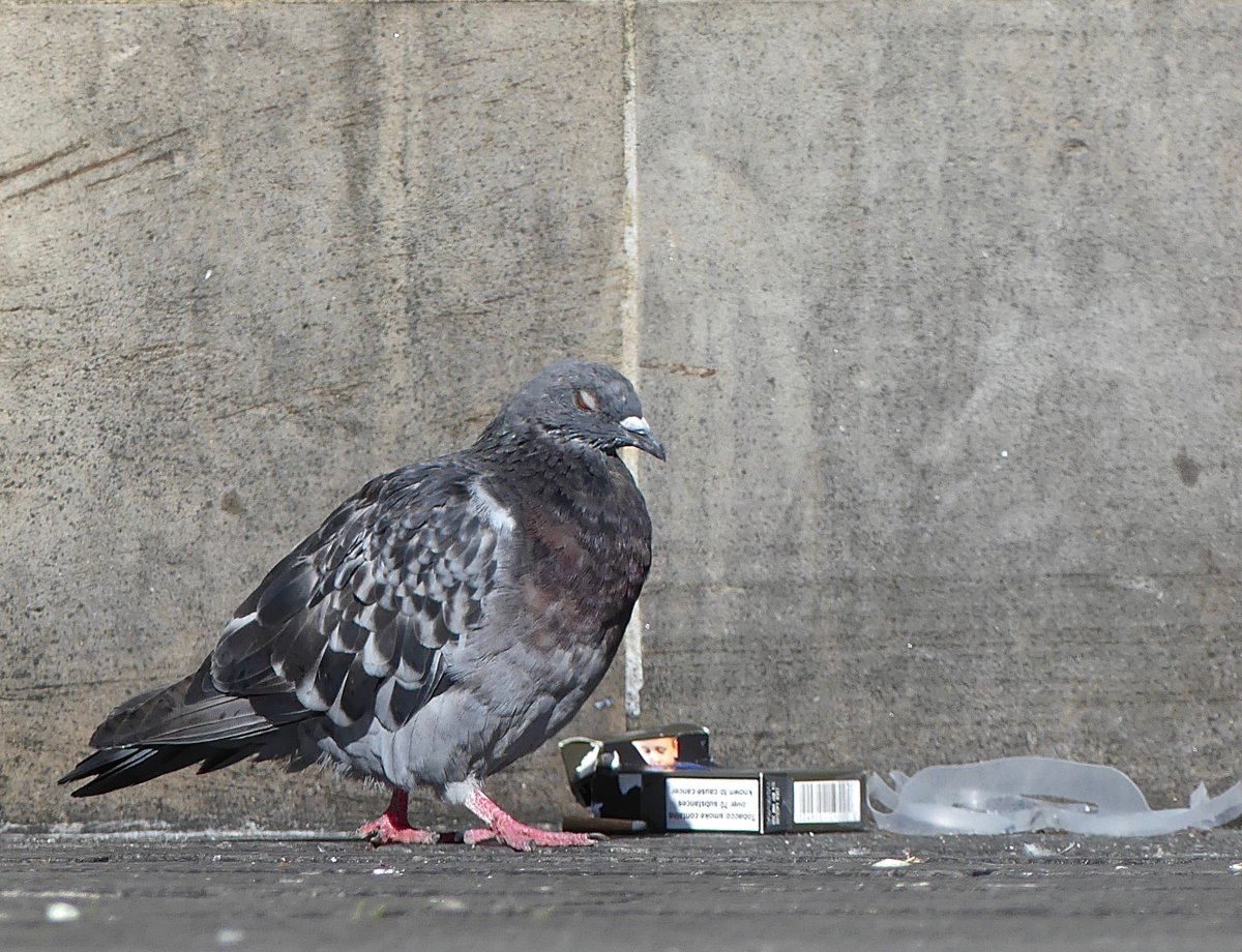 EdinDailyDoo's tweet photo. Ramsay now realises it was probably over-ambitious to try giving up fags and plastic at the same time. #edinburgh #pigeon https://t.co/lvoPpyGE49