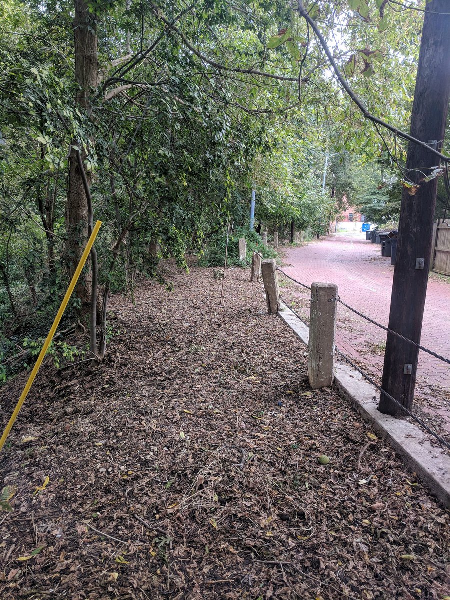 Hello beautiful plant babies! Here's another before and after shot from National <a href="/publiclandsday/">NEEF NPLD</a>. We've been working on this plot of land all summer removing invasive plants and we finally got to plant some native ones!
