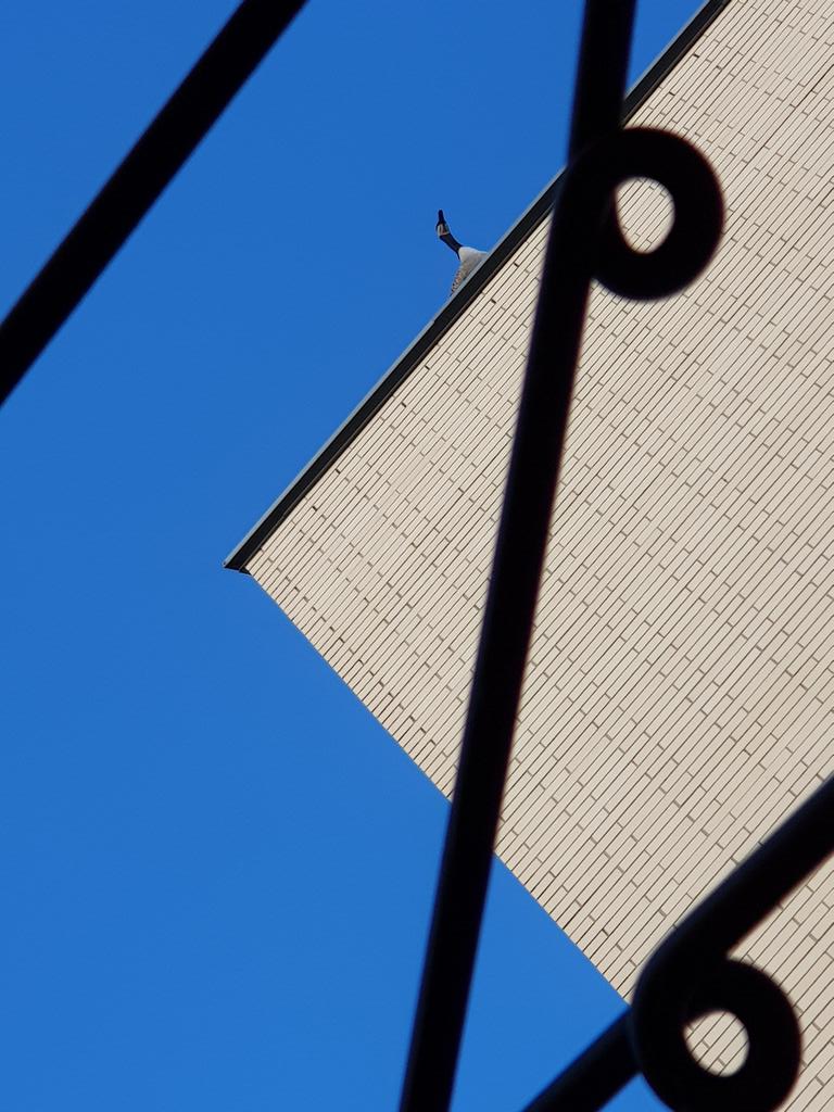 I have a friend overhead at my favourite seat <a href="/utsc/">University of Toronto Scarborough</a> @utscaacc