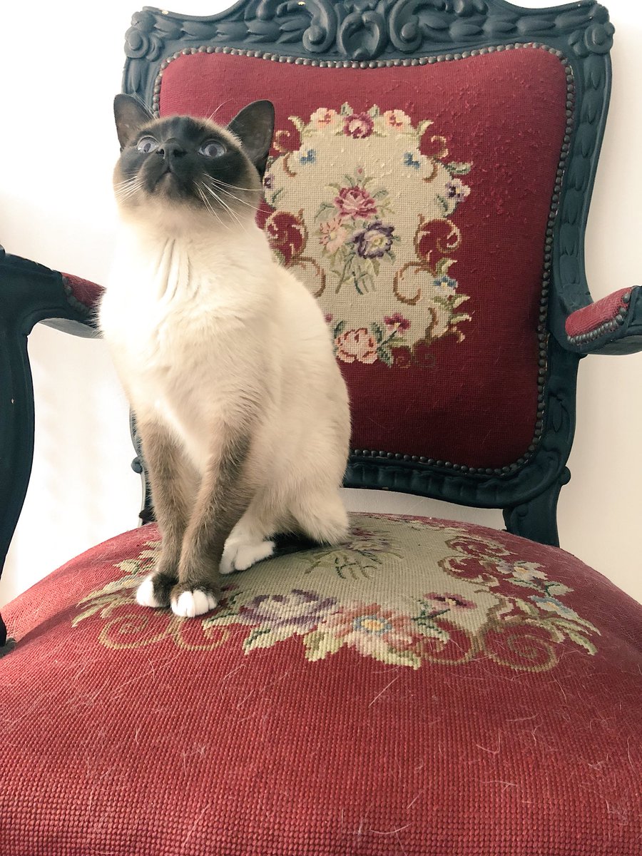 myleftfang's tweet photo. NO I WON’T LOOK AT YOU! JUST TAKE THE PICTURE FOR #FeetieFriday AND GO AWAY! #IdiotsGoHome https://t.co/WgJFgq61rd