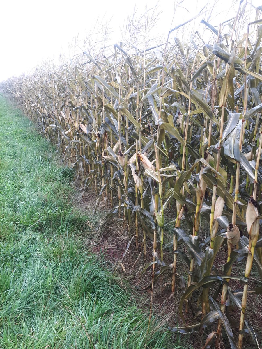 Had an early killing frost Tuesday morning followed by heavy rain since. Now can't get on the field for a few days. @billmahanna how does silage quality change as moisture drops rapidly as far as digestability/starch are concerned?