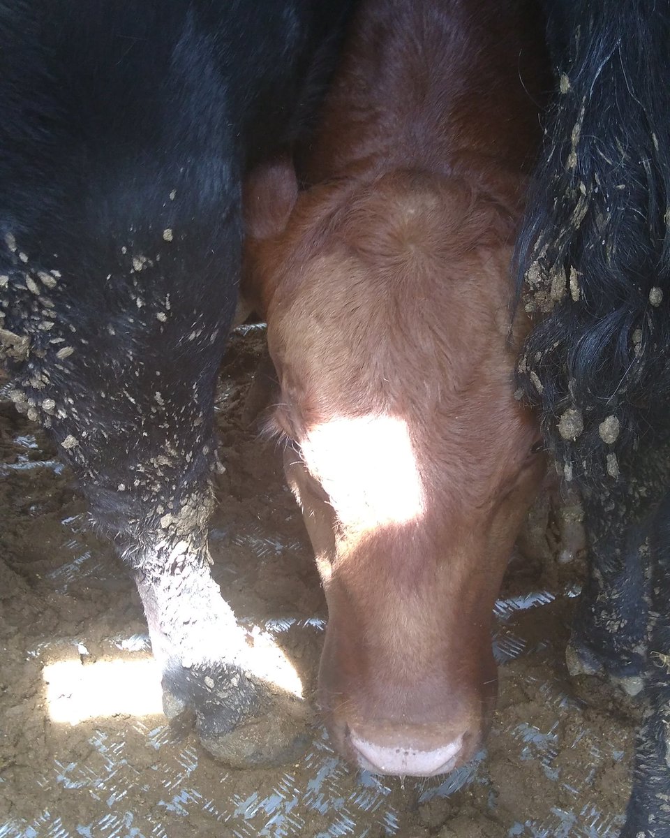 ATWARFORANIMALS's tweet image. See them. They are individuals - not &quot;meat&quot;.
#endspeciesism #stopusinganimals #bevegan