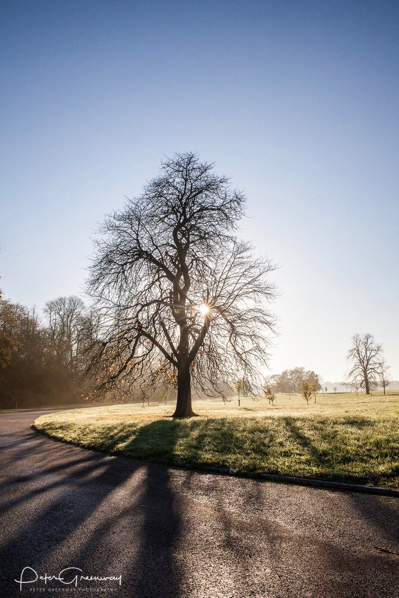 A tree on the Waddesdon Manor estate on a misty morning.

#waddesdonmanor ⁦<a href="/WaddesdonManor/">Pump Fun Memecoins</a>⁩ #misty #mistymorning #nationaltrust ⁦<a href="/nationaltrust/">National Trust</a>⁩ #NTchallenge