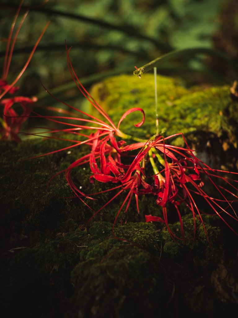 تويتر ともっき على تويتر 想い 彼岸花 群馬 八木原の里 T Co Hr9gnfbyi9