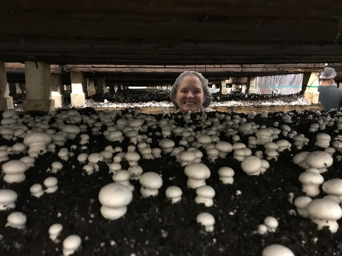 UTPlantSciences's tweet photo. This week, #UTKPLSC students took a field trip to @MontereyShrooms in Loudon, a huge facility with acres of growing space. It seems like a good time was had by all. https://t.co/kwjPcHMNLy
