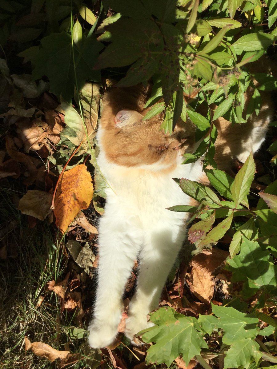 Crouching Tiger, Hidden Charlie.