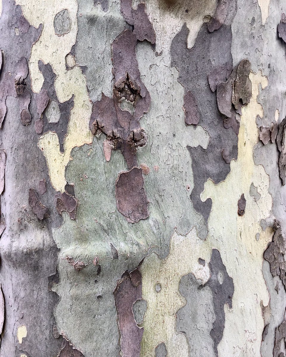 epsteindesign's tweet photo. Our proposals for the next @pantone color of the year? All found in the bark of our local Sycamore tree.
.
.
.
#naturalcamoflauge #OptOutside #sycamore #outdoorsinspiration #sycamoretree #MyOhio #myohioadventure #naturalcolors #neutrals #graphicdesign #designoutdoors #pantone https://t.co/BeaWeFYAFO